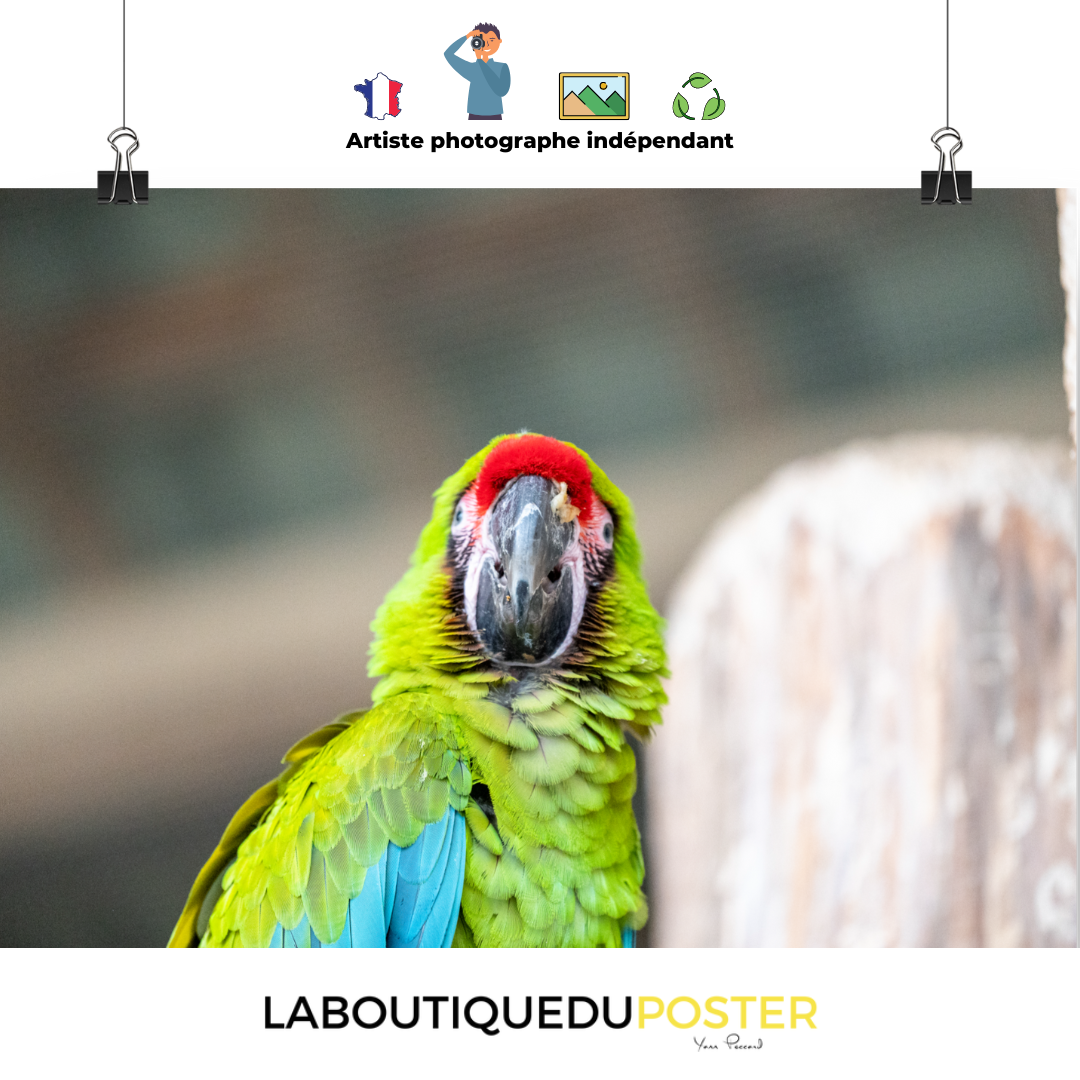Poster - Ara de Buffon 2  – Thème Animaux – De 21 x 30 cm à 70 x 100 cm, décoration murale & d’intérieur, poster xxl, Photos d’arts, photographie murale, Posters muraux unique au monde. La boutique de posters créée par un Photographe français