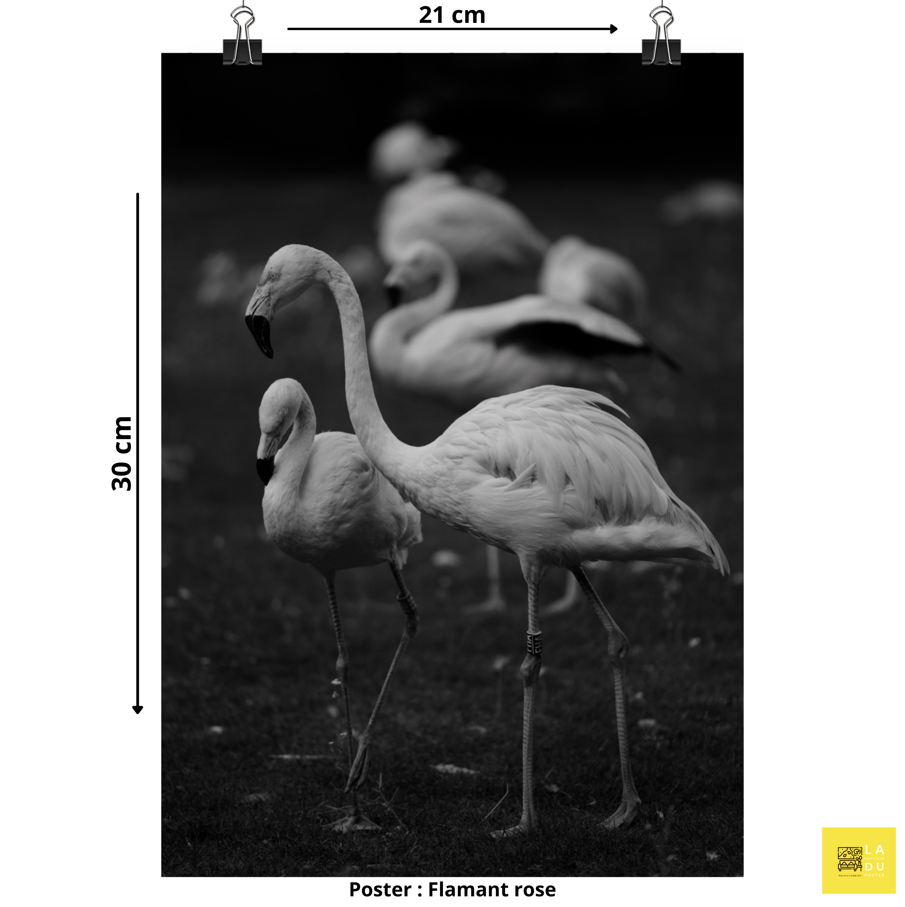 Flamant rose N03 - Poster - La boutique du poster Français