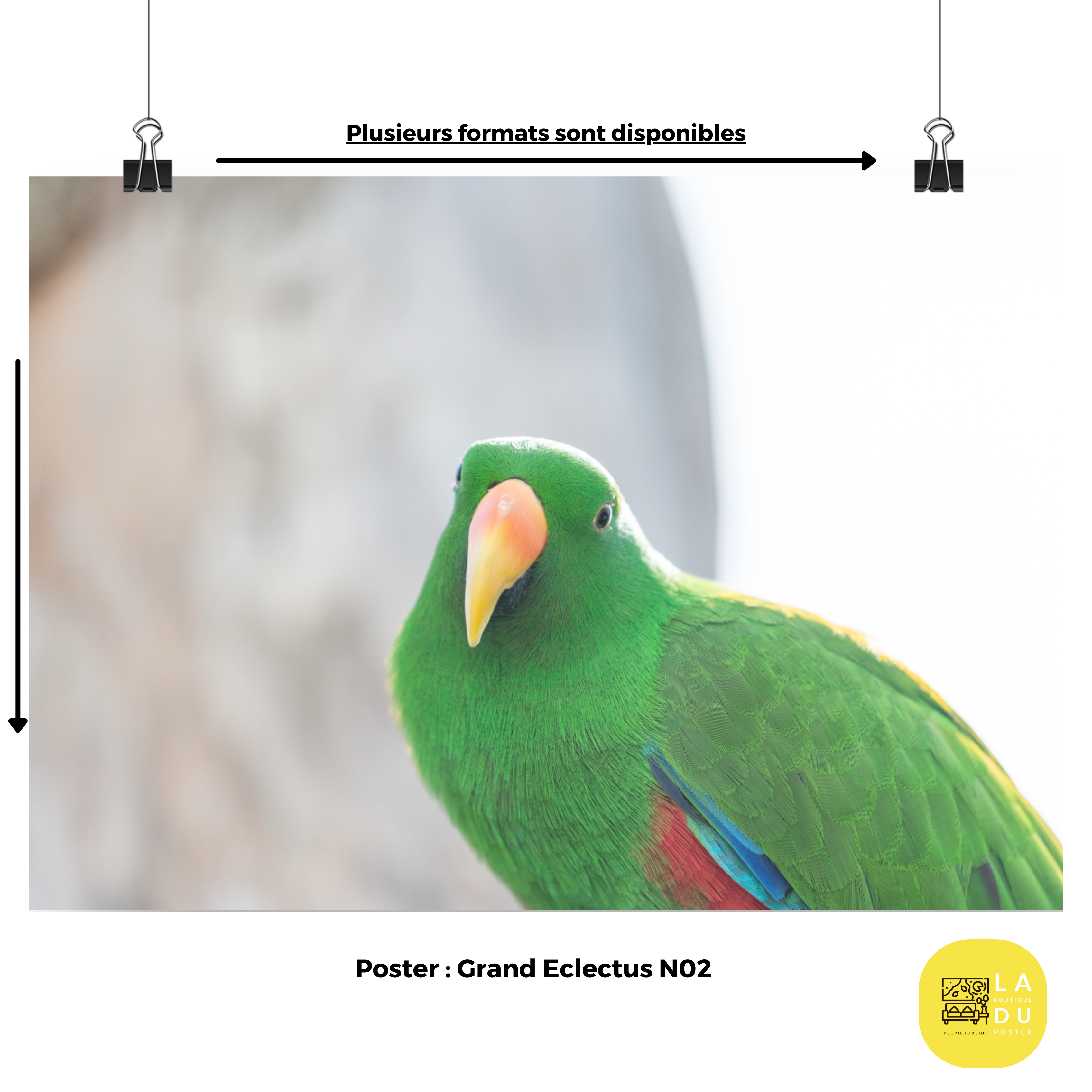 Poster mural - Grand Eclectus N02 – Photographie d'oiseau – Poster photo, poster XXL, Photo d’art, photographie murale et des posters muraux des photographies de rue unique au monde. La boutique de posters créée par un Photographe français.