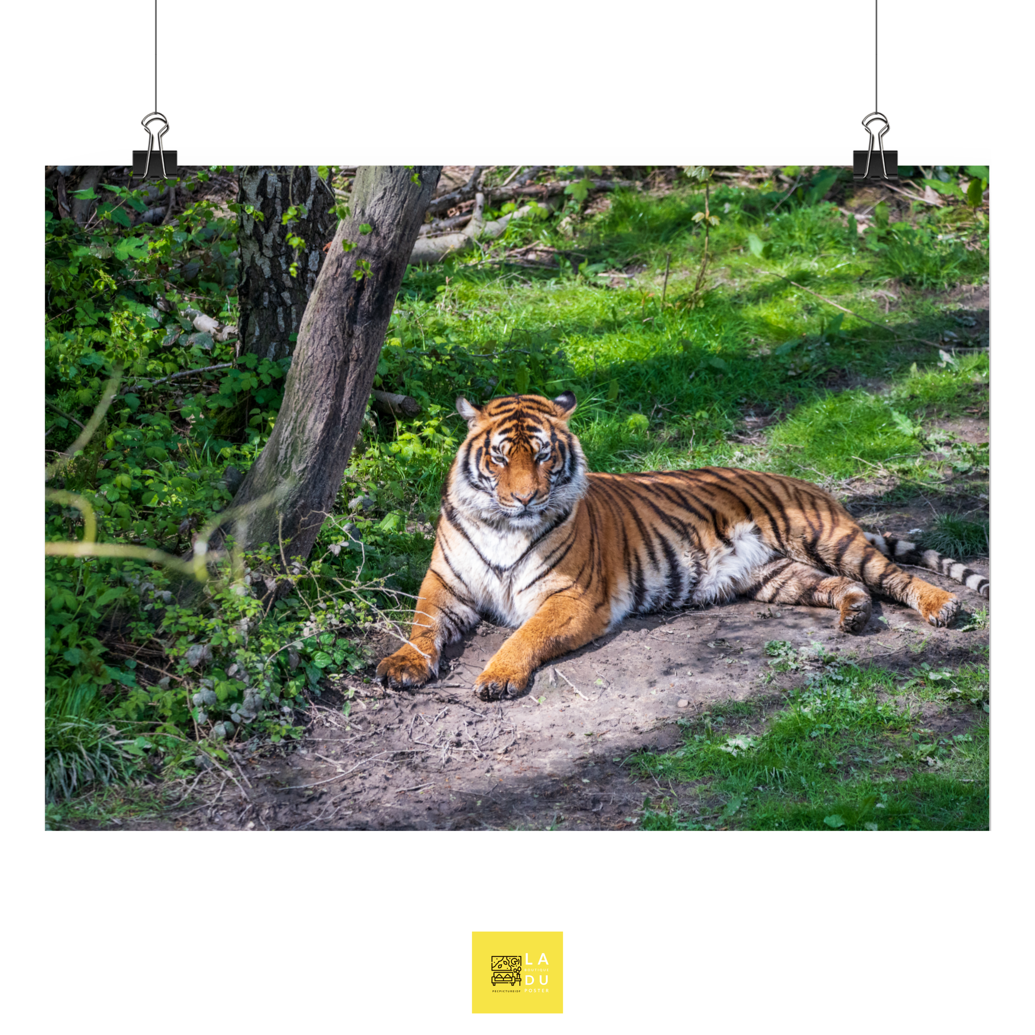 Poster mural - Tigre de Malaisie N02 – Photographie d'animal – Poster photo, poster XXL, photographie murale et des posters muraux unique au monde. La boutique de posters créée par Yann Peccard un Photographe français.