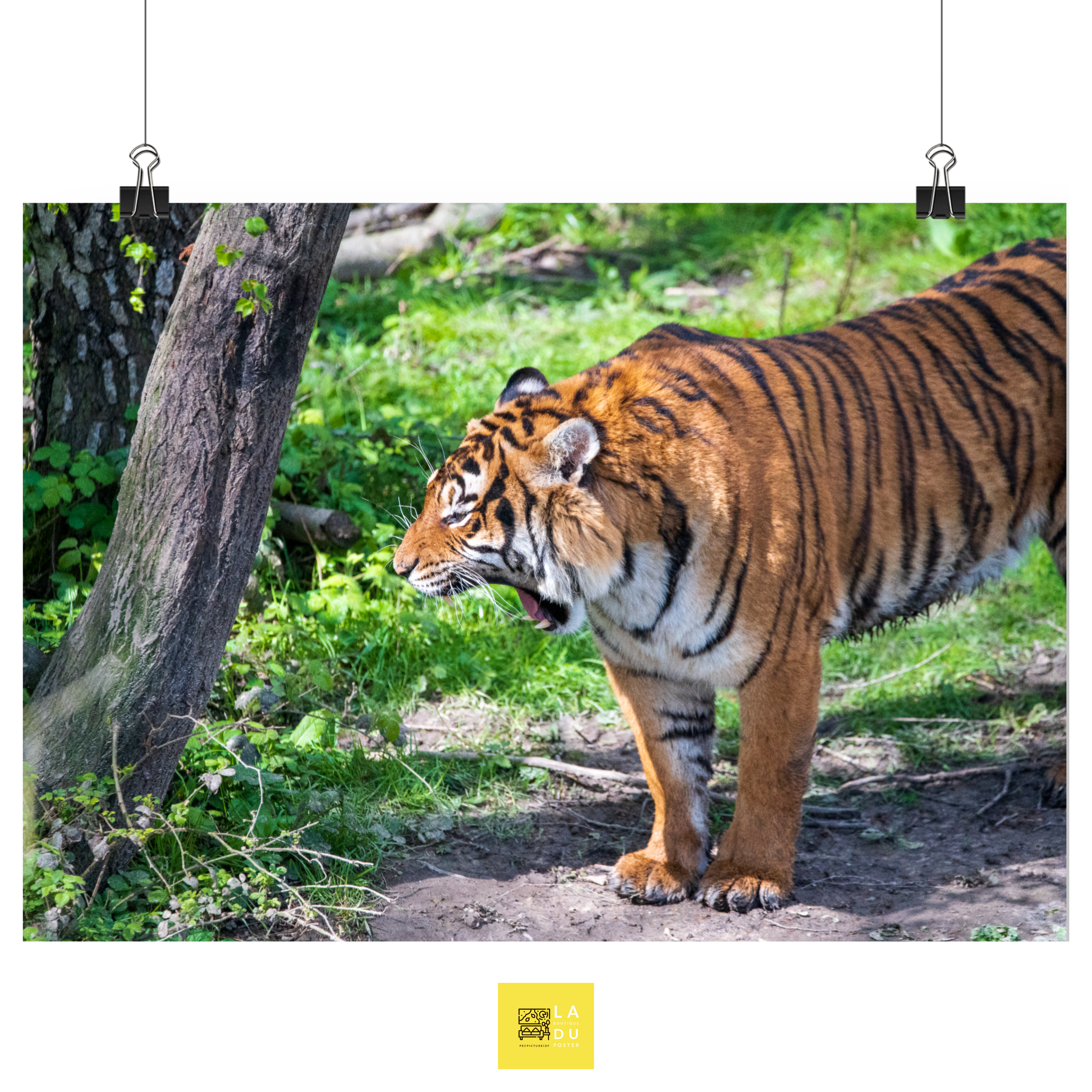 Tigre de Malaisie N01 - Poster - La boutique du poster Français