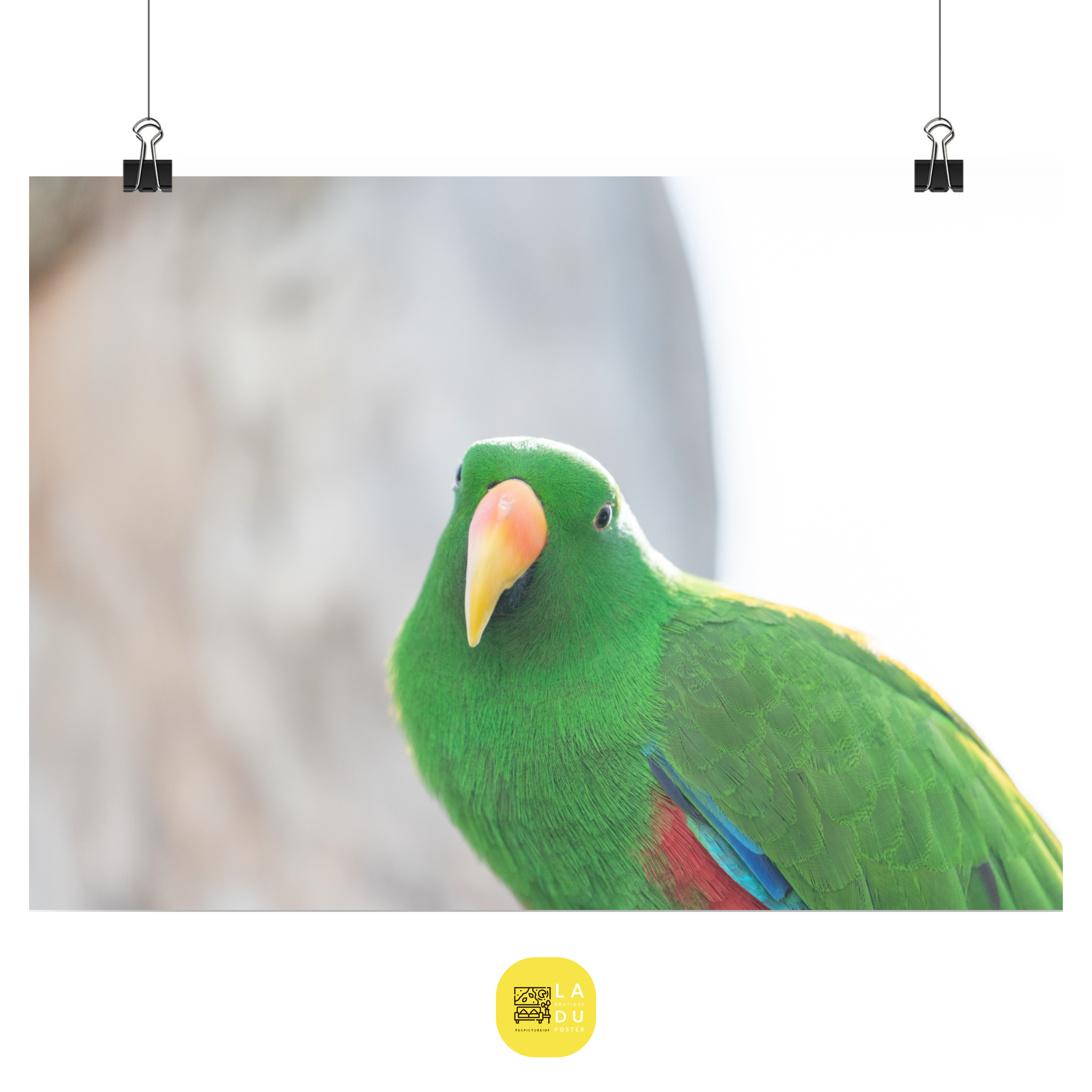 Poster mural - Grand Eclectus N02 – Photographie d'oiseau – Poster photo, poster XXL, Photo d’art, photographie murale et des posters muraux des photographies de rue unique au monde. La boutique de posters créée par un Photographe français.