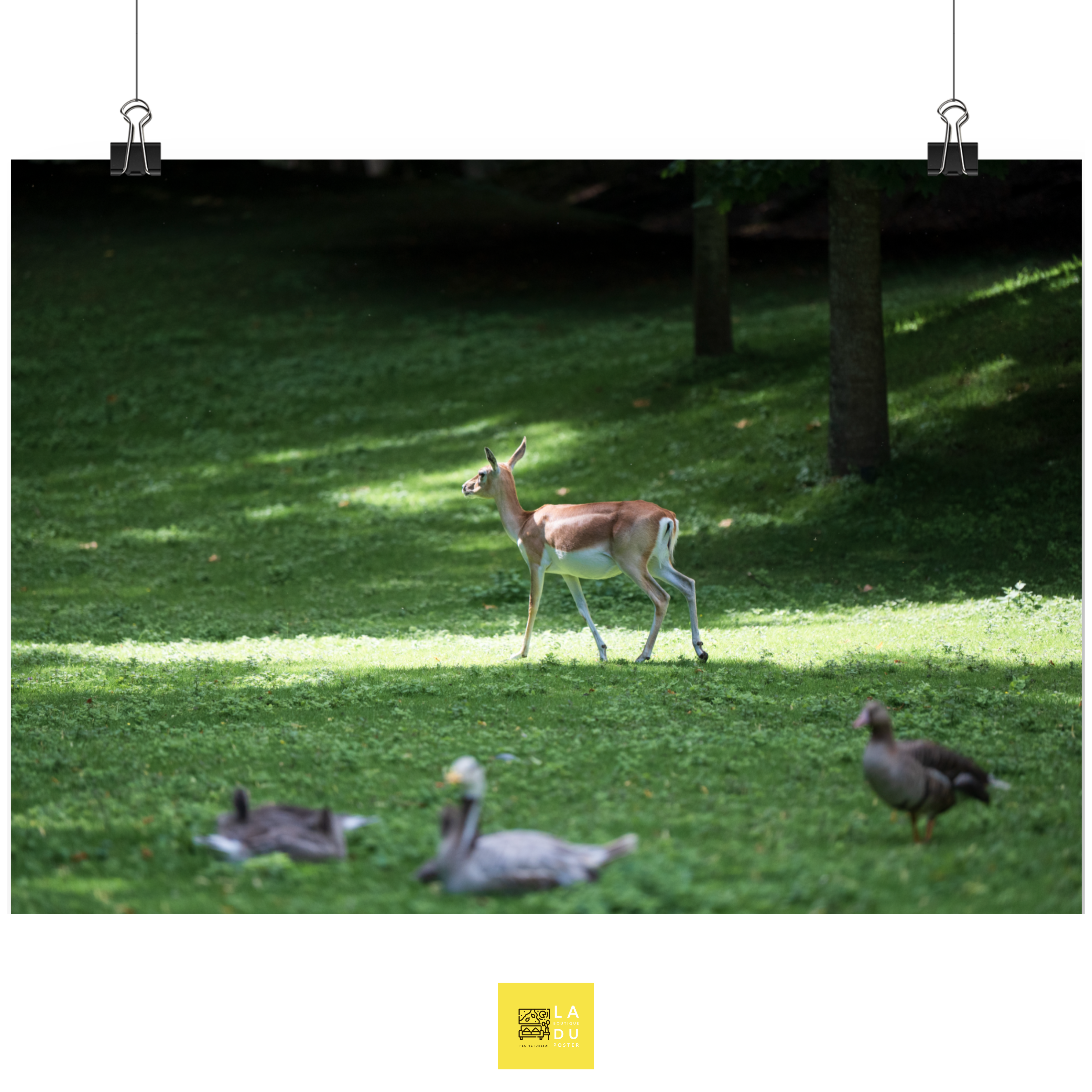 Antilope cervicapre N01- Poster - La boutique du poster Français