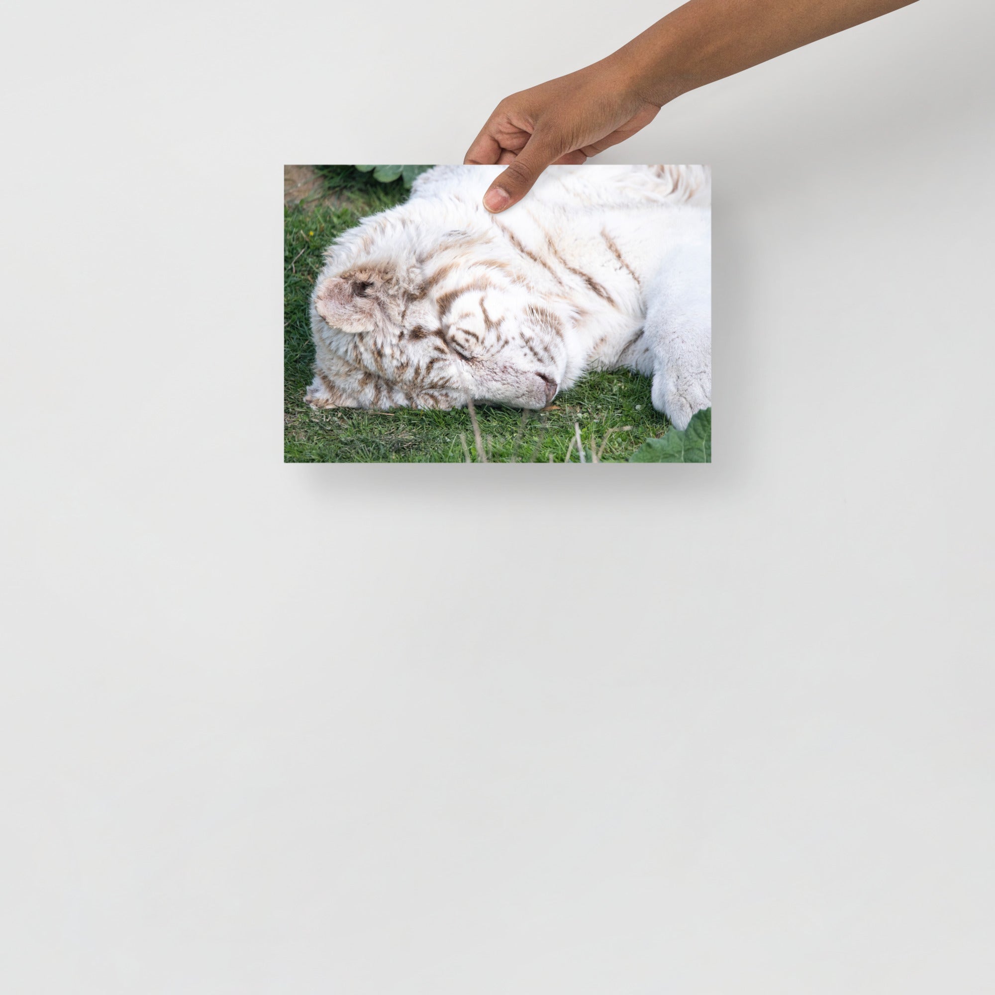 Poster mural - Tigre Blanc N02 – Photographie d'animal sauvage – Poster photo, poster XXL, photographie murale et des posters muraux unique au monde. La boutique de posters créée par Yann Peccard un Photographe français.