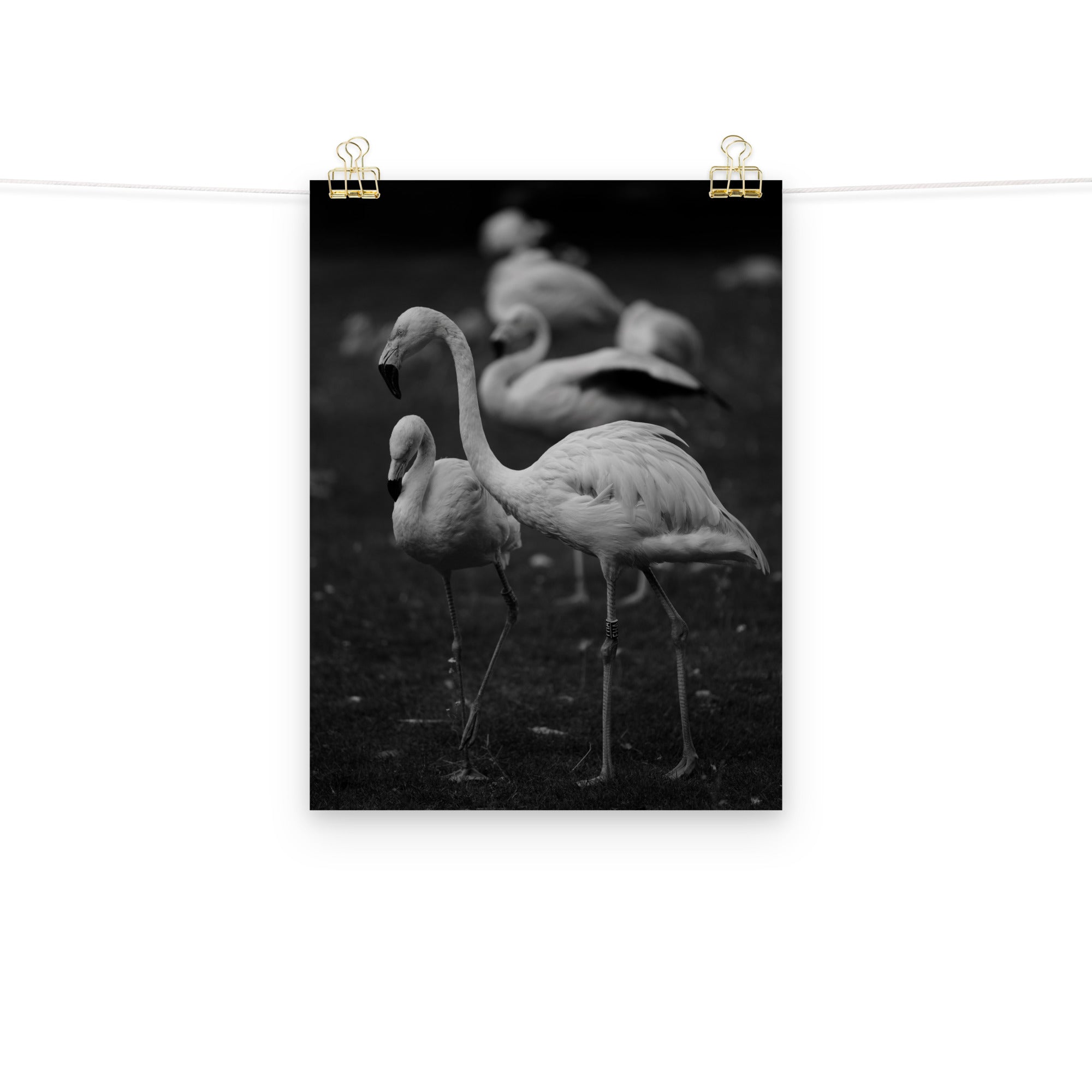 Flamant rose N03 - Poster - La boutique du poster Français