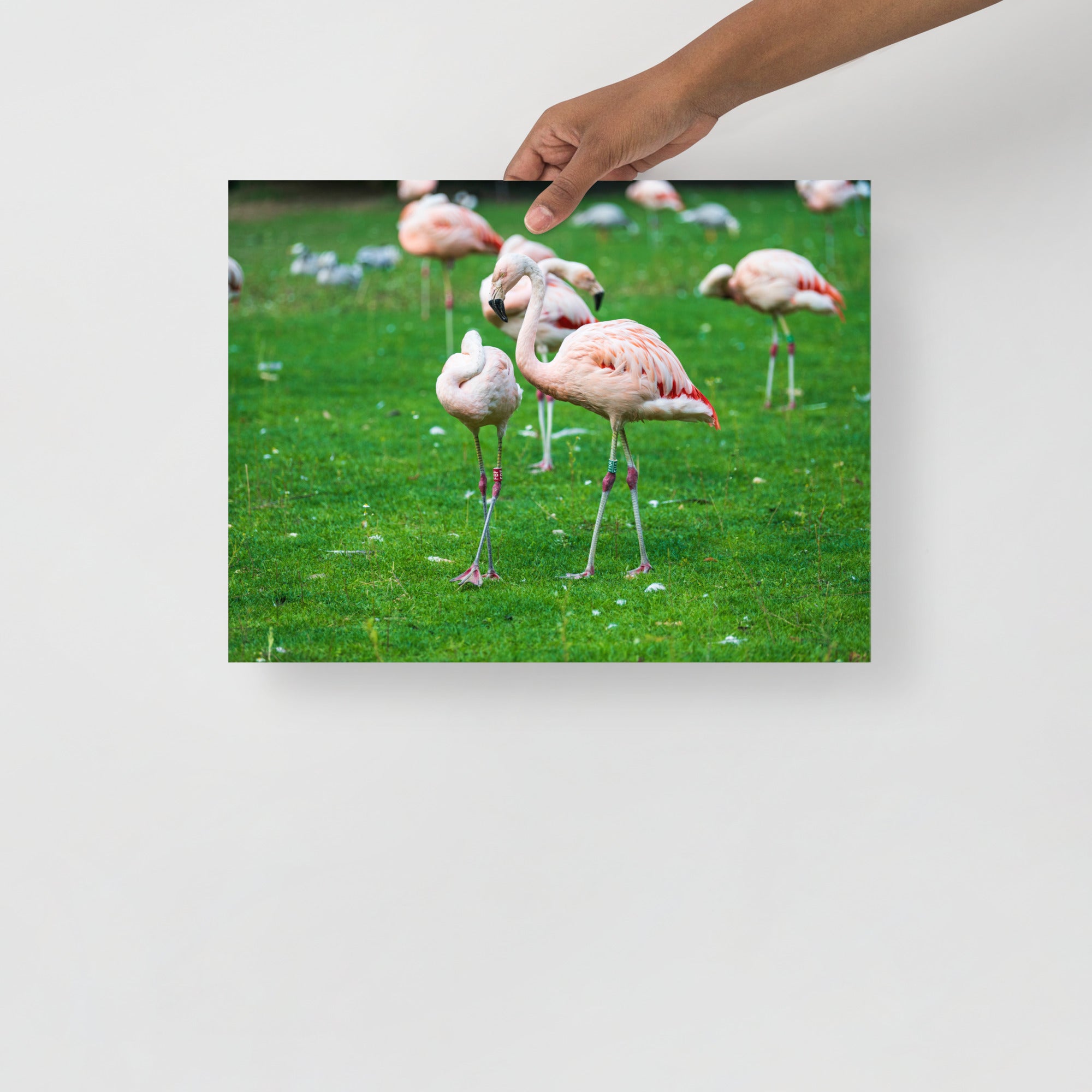 Poster mural - Flamant rose N01 – Photographie d'animaux – Poster photo, poster XXL, Photo d’art, photographie murale et des posters muraux des photographies de rue unique au monde. La boutique de posters créée par un Photographe français.