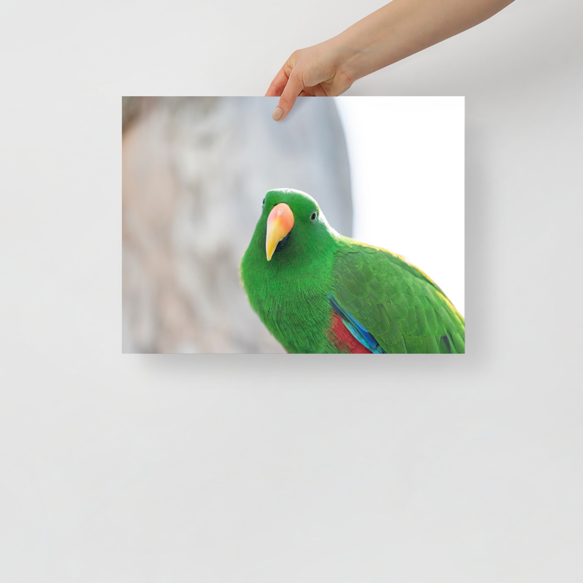 Poster mural - Grand Eclectus N02 – Photographie d'oiseau – Poster photo, poster XXL, Photo d’art, photographie murale et des posters muraux des photographies de rue unique au monde. La boutique de posters créée par un Photographe français.