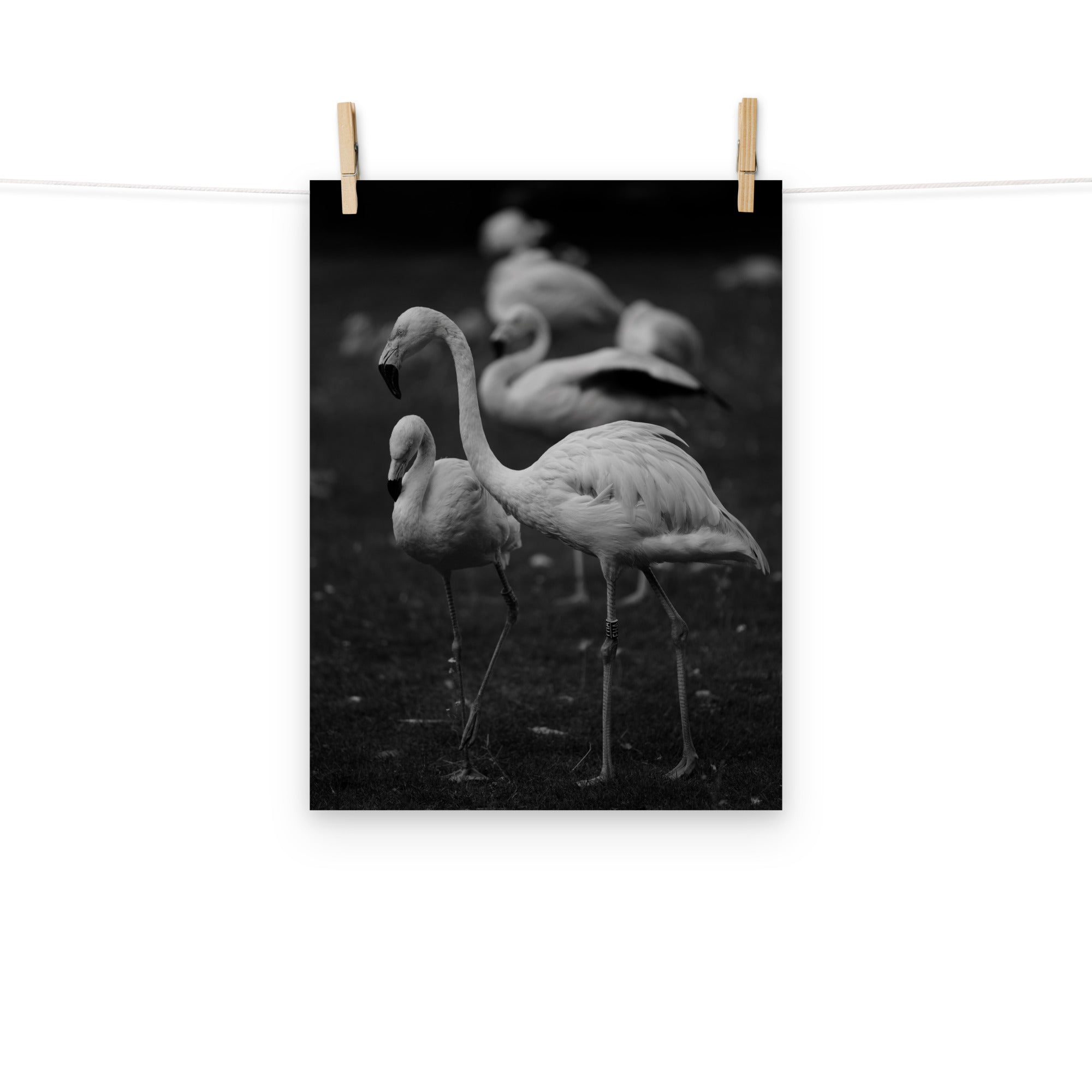 Flamant rose N03 - Poster - La boutique du poster Français