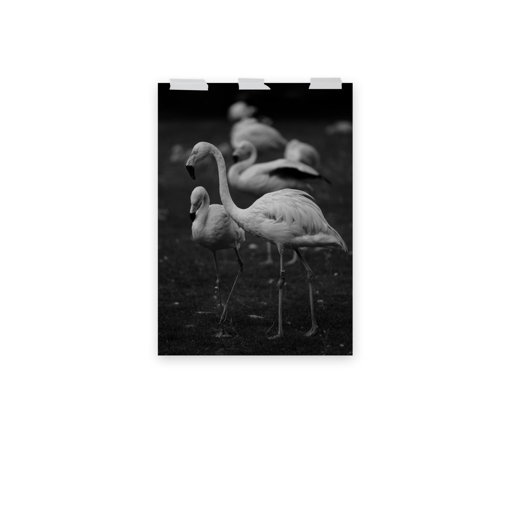 Poster mural - Flamant rose N03 – Photographie d'animaux – Poster photo, poster XXL, Photo d’art, photographie murale et des posters muraux des photographies de rue unique au monde. La boutique de posters créée par un Photographe français.