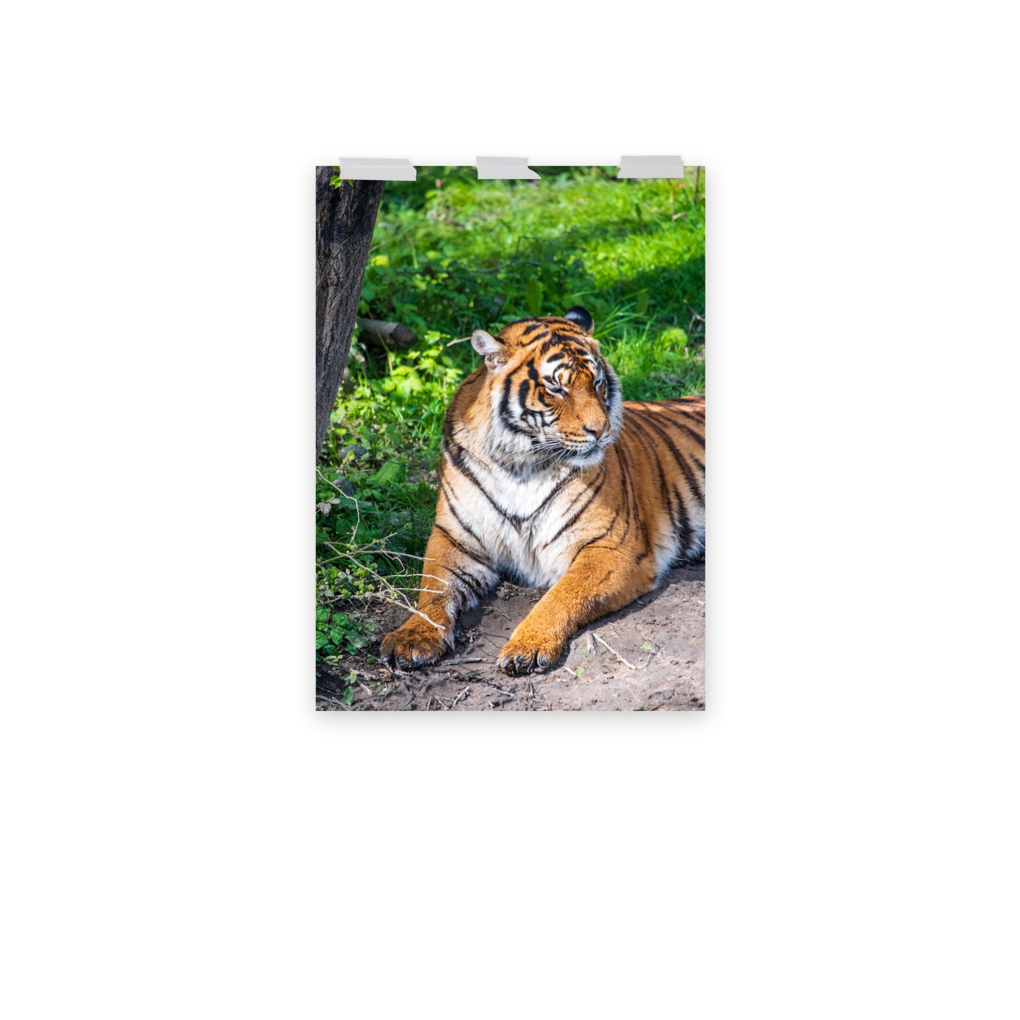 Tigre de Malaisie N03 - Poster - La boutique du poster Français