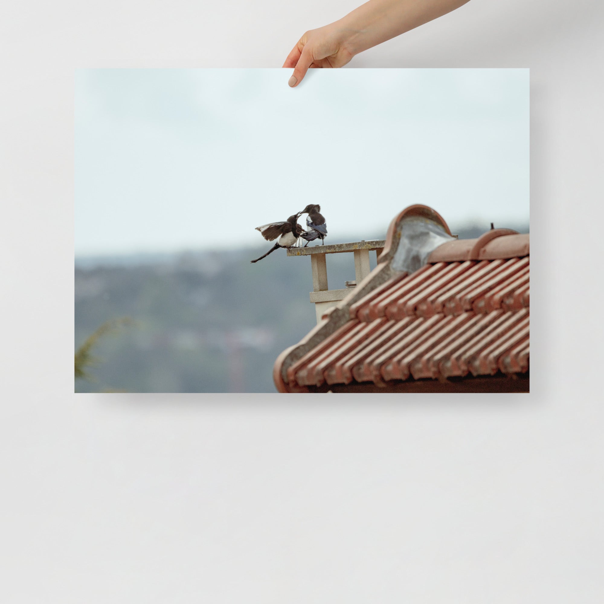 Poster mural - Combat de pies – Photographie d'oiseaux – Poster photo, poster XXL, Photo d’art, photographie murale et des posters muraux des photographies de rue unique au monde. La boutique de posters créée par un Photographe français.