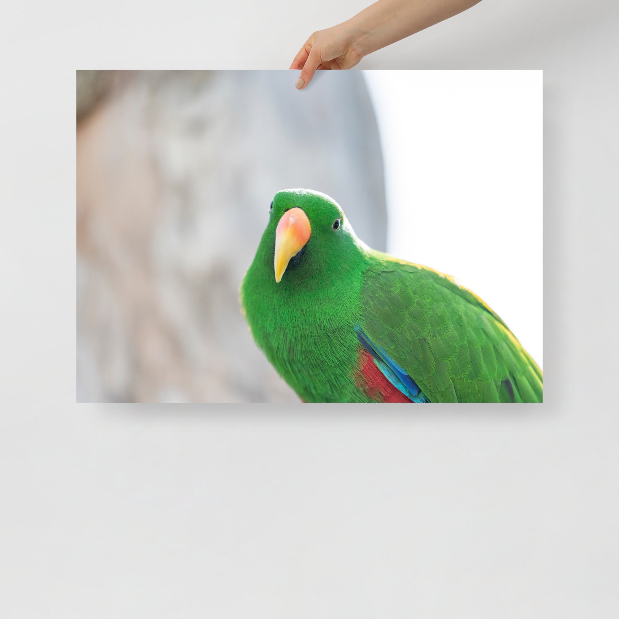 Poster mural - Grand Eclectus N02 – Photographie d'oiseau – Poster photo, poster XXL, Photo d’art, photographie murale et des posters muraux des photographies de rue unique au monde. La boutique de posters créée par un Photographe français.