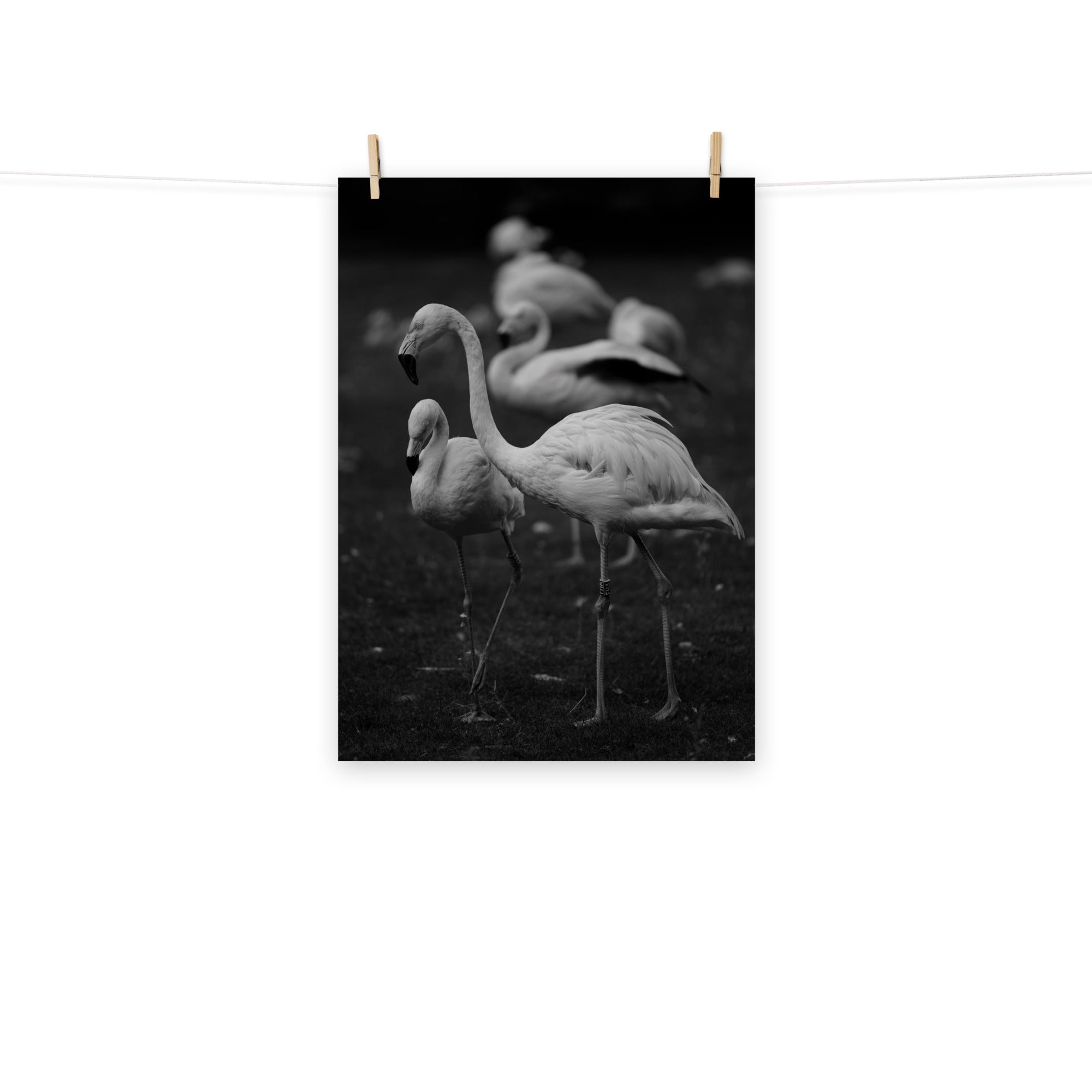 Poster mural - Flamant rose N03 – Photographie d'animaux – Poster photo, poster XXL, Photo d’art, photographie murale et des posters muraux des photographies de rue unique au monde. La boutique de posters créée par un Photographe français.
