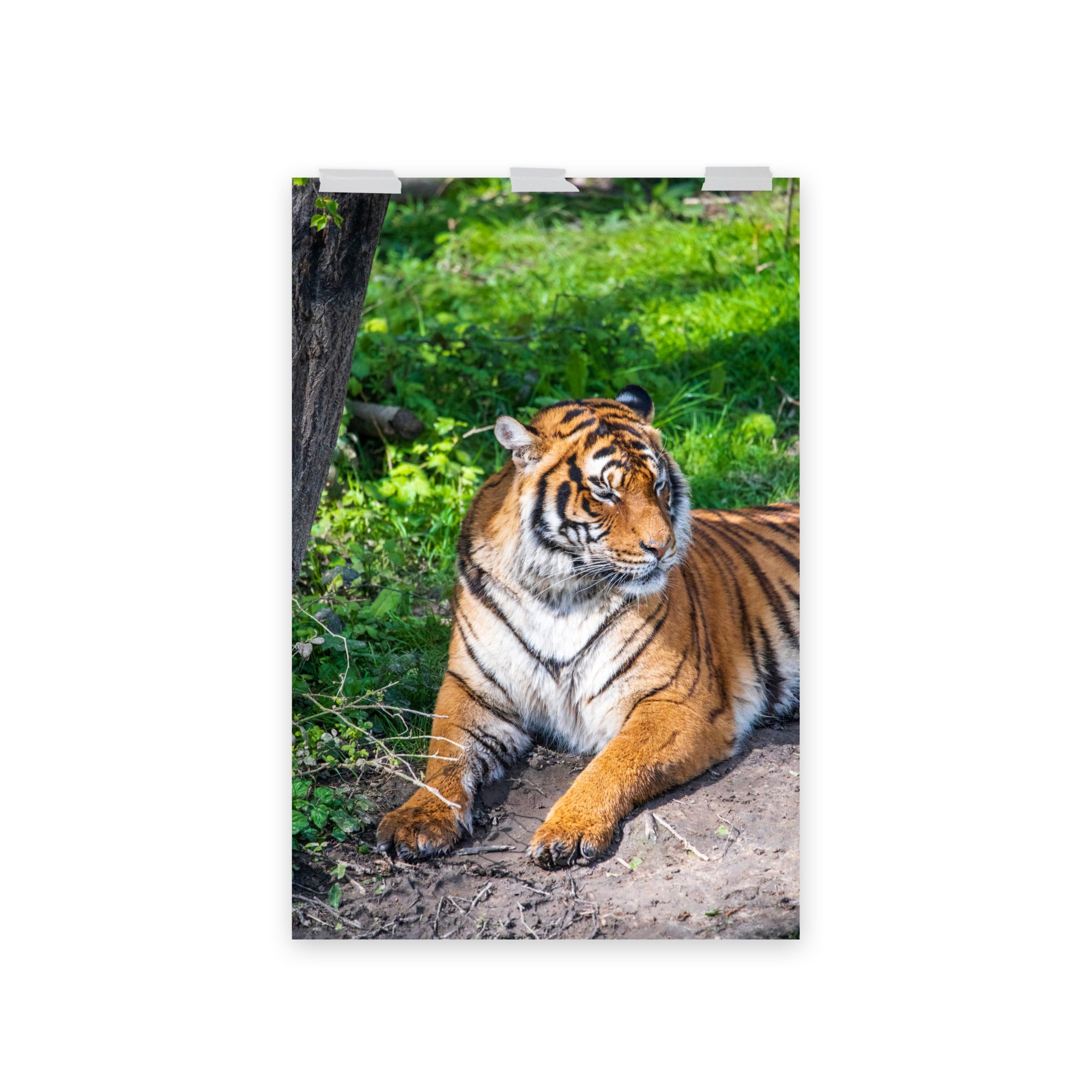 Tigre de Malaisie N03 - Poster - La boutique du poster Français