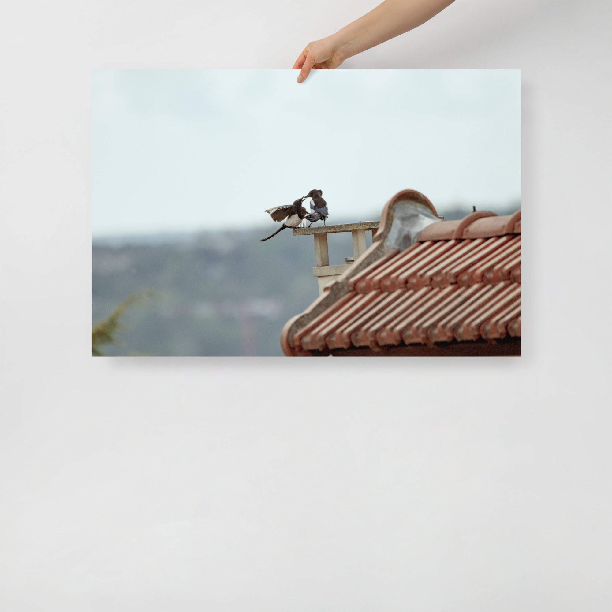 Poster mural - Combat de pies – Photographie d'oiseaux – Poster photo, poster XXL, Photo d’art, photographie murale et des posters muraux des photographies de rue unique au monde. La boutique de posters créée par un Photographe français.