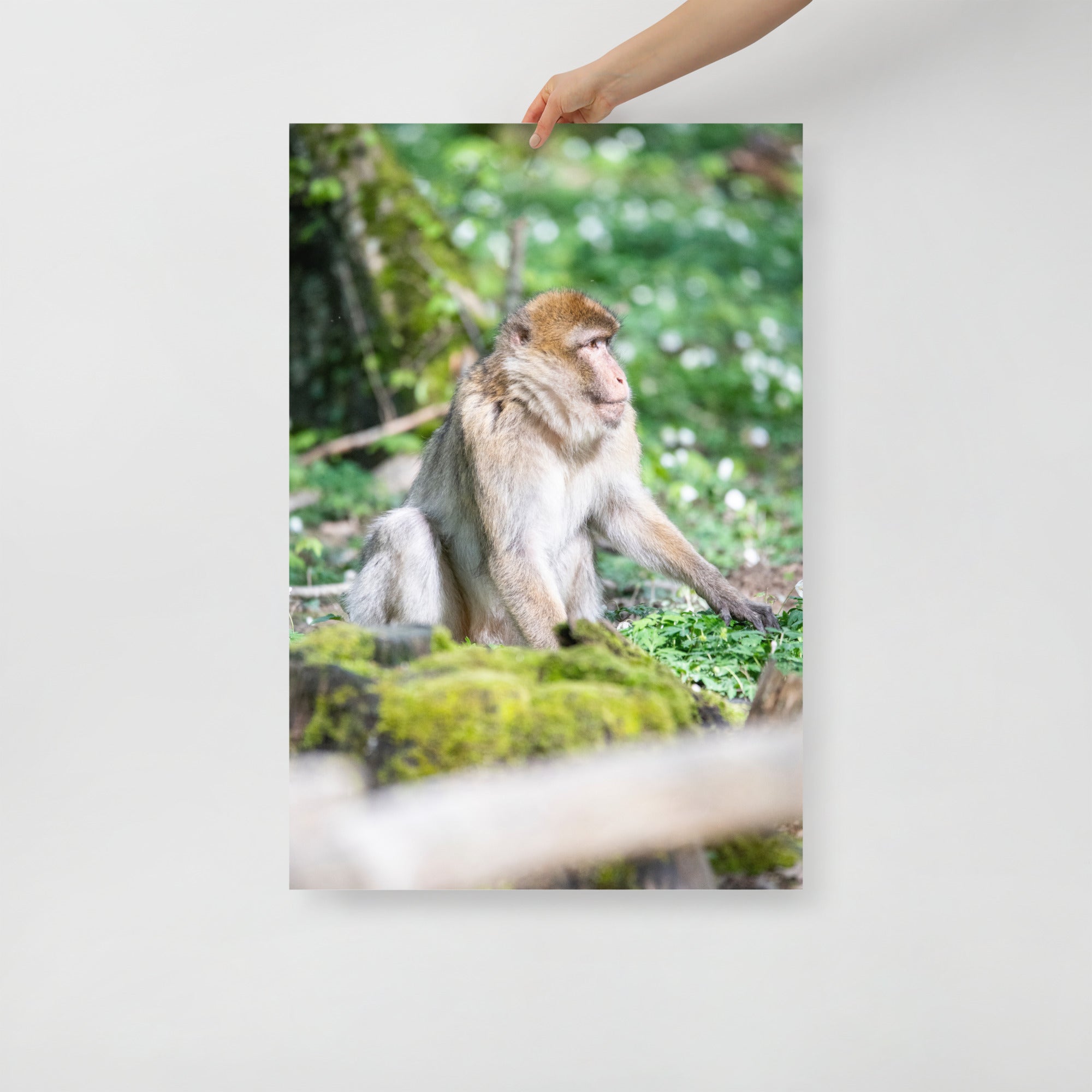 Poster mural - Macaque de barbarie N01 – Photographie d'animal – Poster photo, poster XXL, Photo d’art, photographie murale et des posters muraux des photographies de rue unique au monde. La boutique de posters créée par un Photographe français.