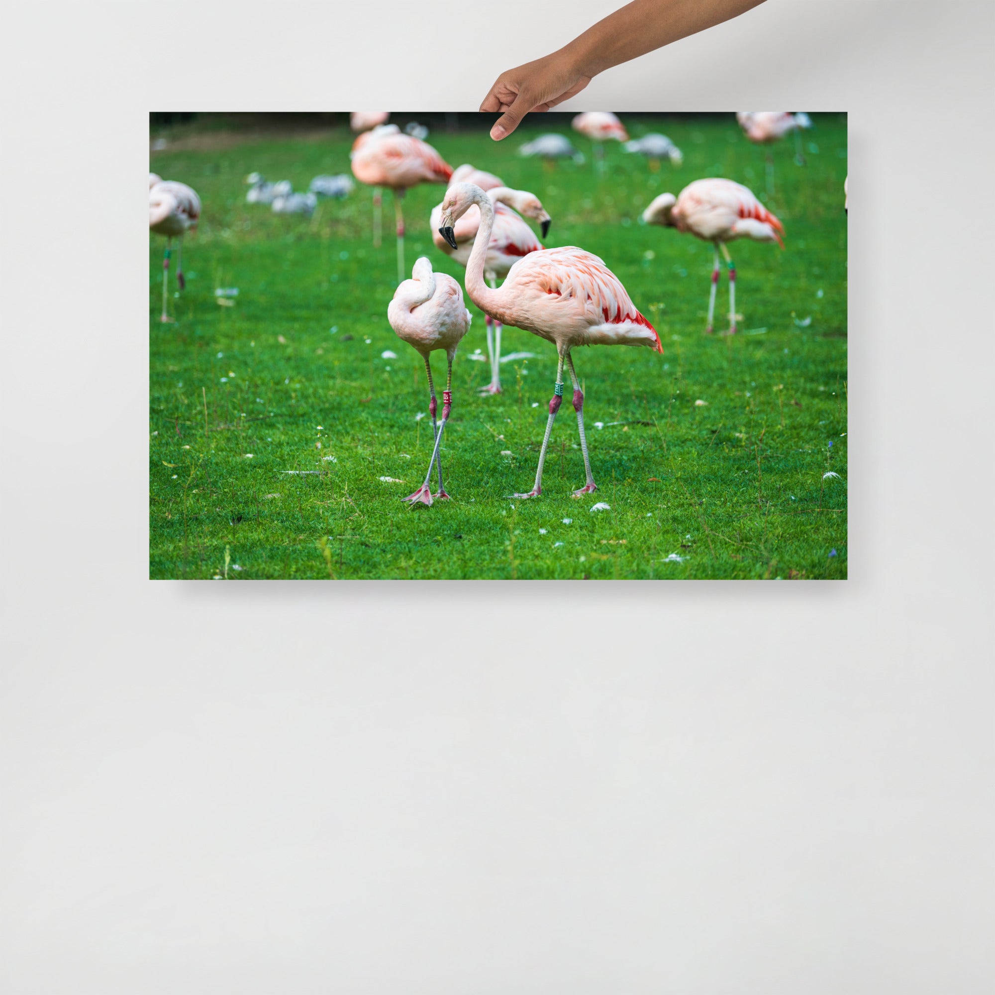 Poster mural - Flamant rose N01 – Photographie d'animaux – Poster photo, poster XXL, Photo d’art, photographie murale et des posters muraux des photographies de rue unique au monde. La boutique de posters créée par un Photographe français.