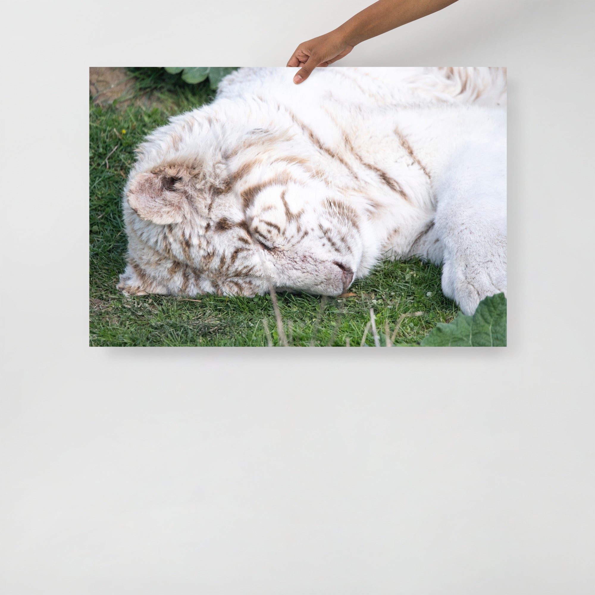 Poster mural - Tigre Blanc N02 – Photographie d'animal sauvage – Poster photo, poster XXL, photographie murale et des posters muraux unique au monde. La boutique de posters créée par Yann Peccard un Photographe français.