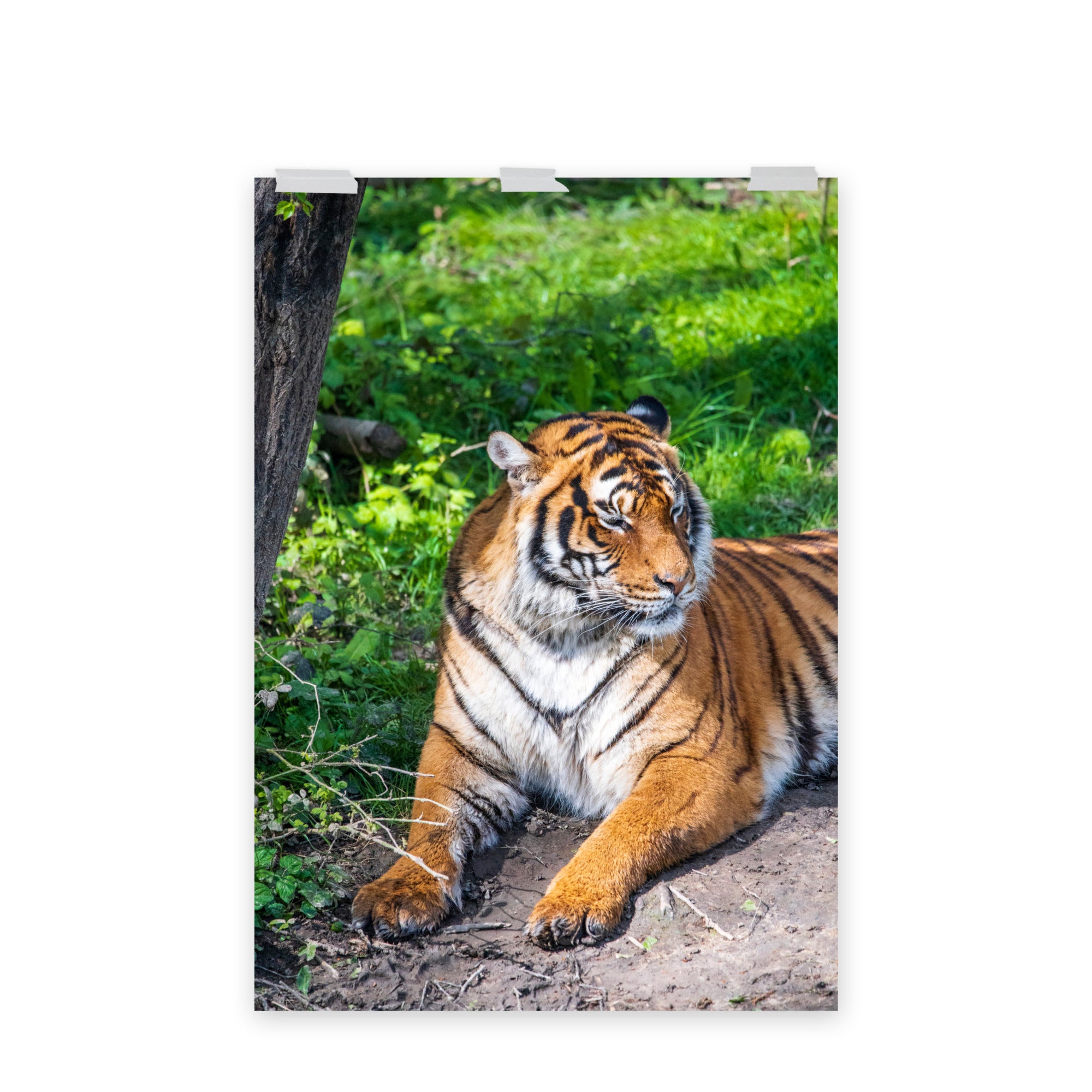Poster mural - Tigre de Malaisie N03 – Photographie d'animal – Poster photo, poster XXL, photographie murale et des posters muraux unique au monde. La boutique de posters créée par Yann Peccard un Photographe français.