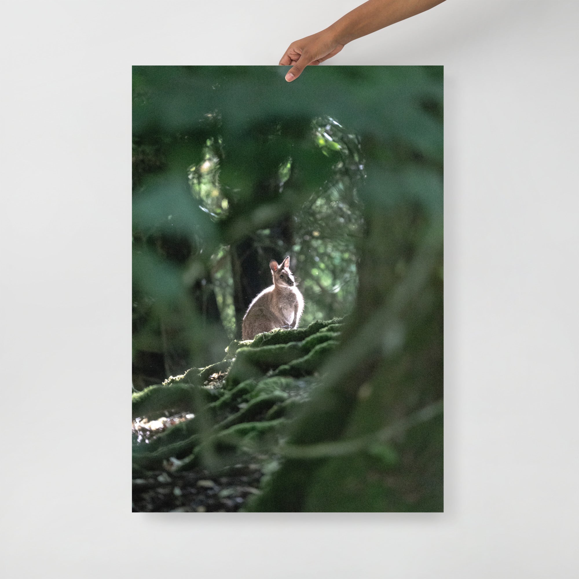 Poster mural - Wallaby de Bennett N04 – Photographie animal – Poster photographie, photographie murale et des posters muraux unique au monde. La boutique de posters créée par Yann Peccard un Photographe français.