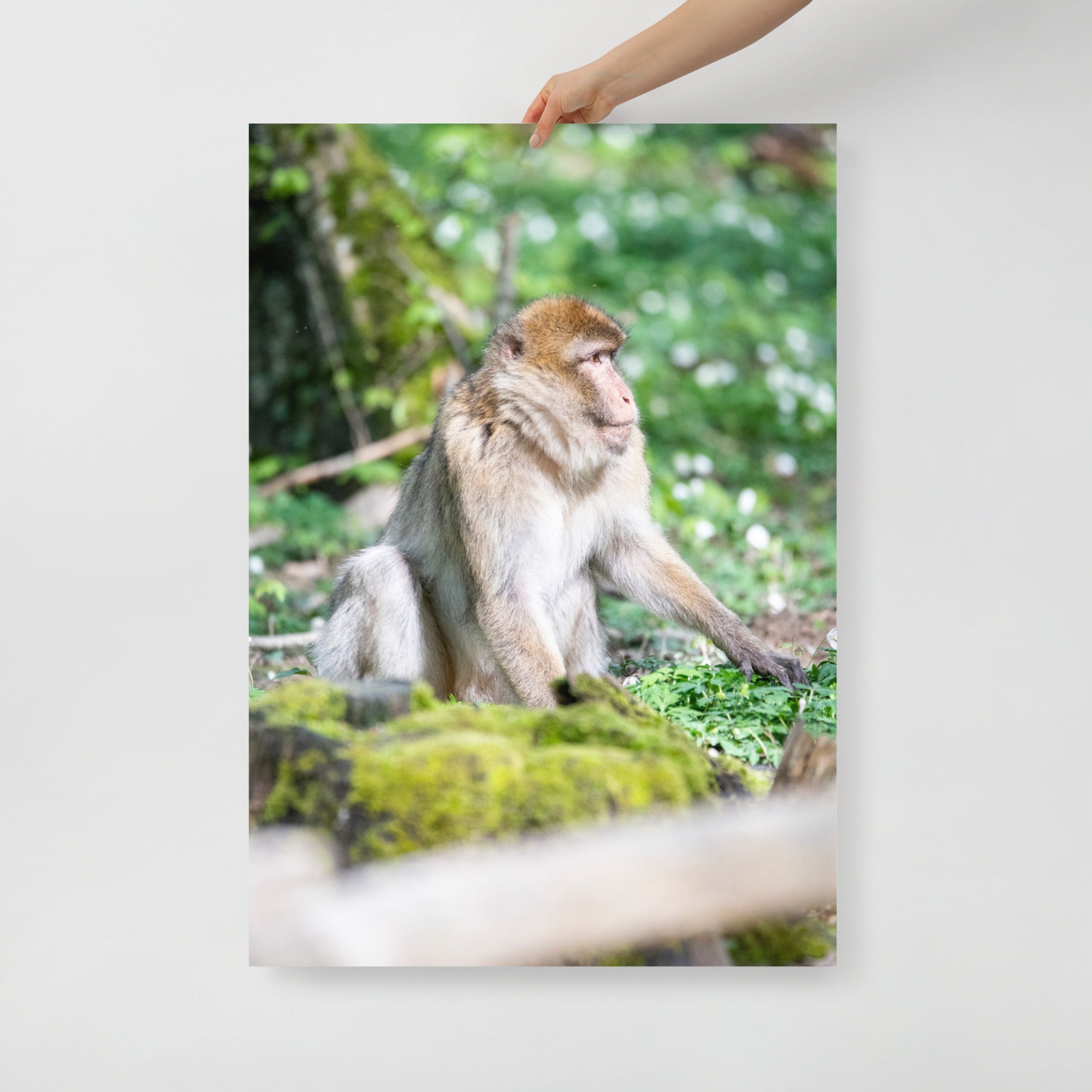 Poster mural - Macaque de barbarie N01 – Photographie d'animal – Poster photo, poster XXL, Photo d’art, photographie murale et des posters muraux des photographies de rue unique au monde. La boutique de posters créée par un Photographe français.