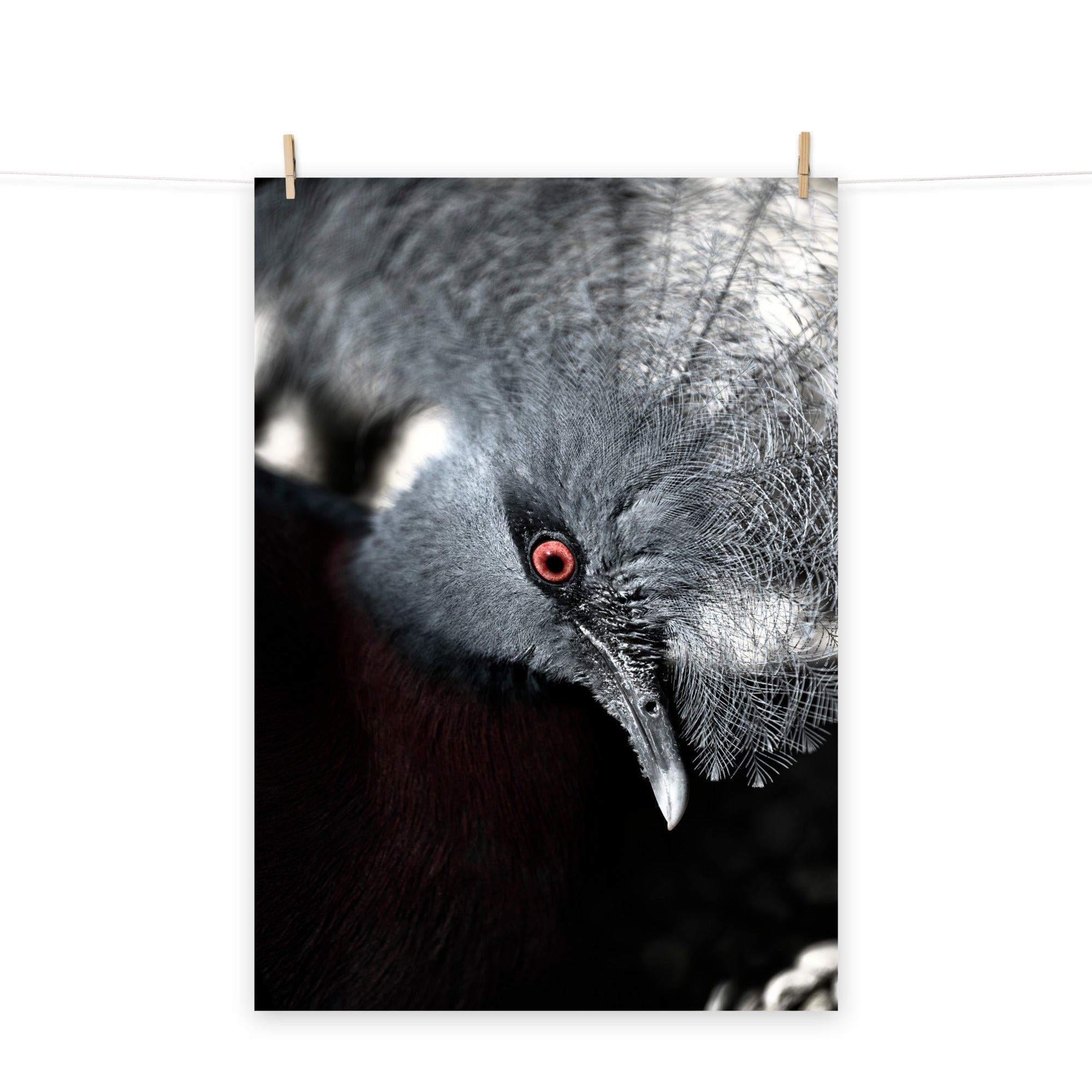 Poster mural - Goura de Scheepmaker – Photographie d'animal – Poster photo, poster XXL, Photo d’art, photographie murale et des posters muraux des photographies de rue unique au monde. La boutique de posters créée par un Photographe français.