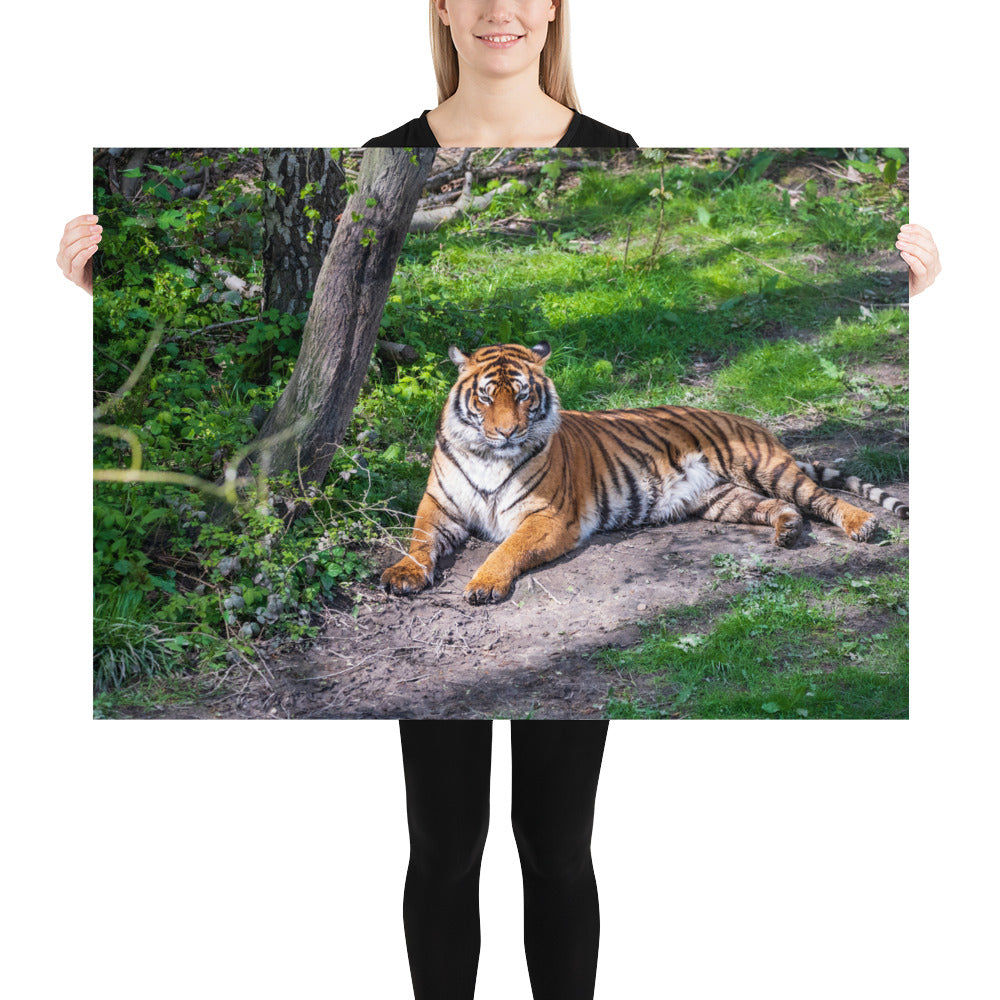 Poster mural - Tigre de Malaisie N02 – Photographie d'animal – Poster photo, poster XXL, photographie murale et des posters muraux unique au monde. La boutique de posters créée par Yann Peccard un Photographe français.