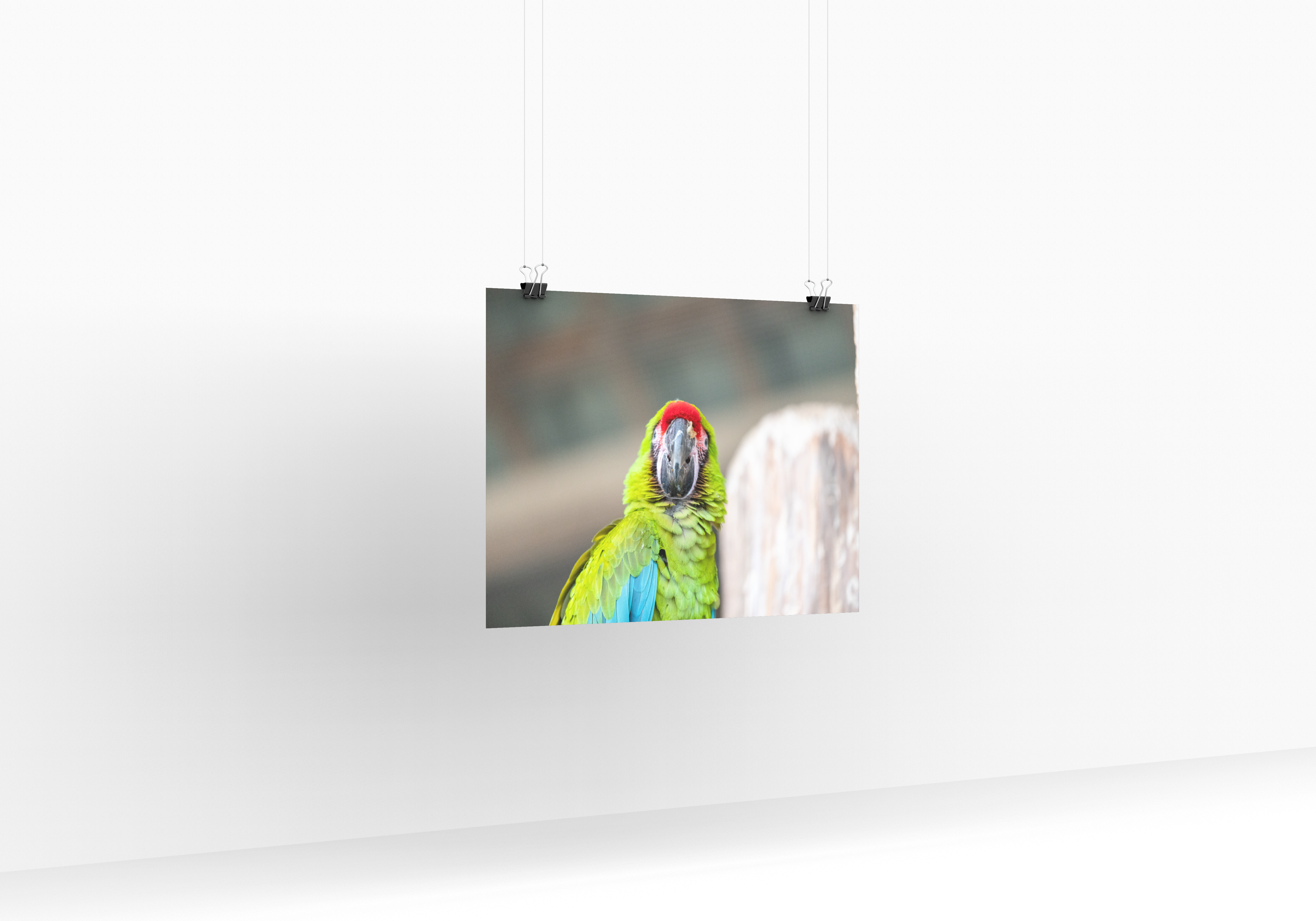 Poster - Ara de Buffon 2  – Thème Animaux – De 21 x 30 cm à 70 x 100 cm, décoration murale & d’intérieur, poster xxl, Photos d’arts, photographie murale, Posters muraux unique au monde. La boutique de posters créée par un Photographe français