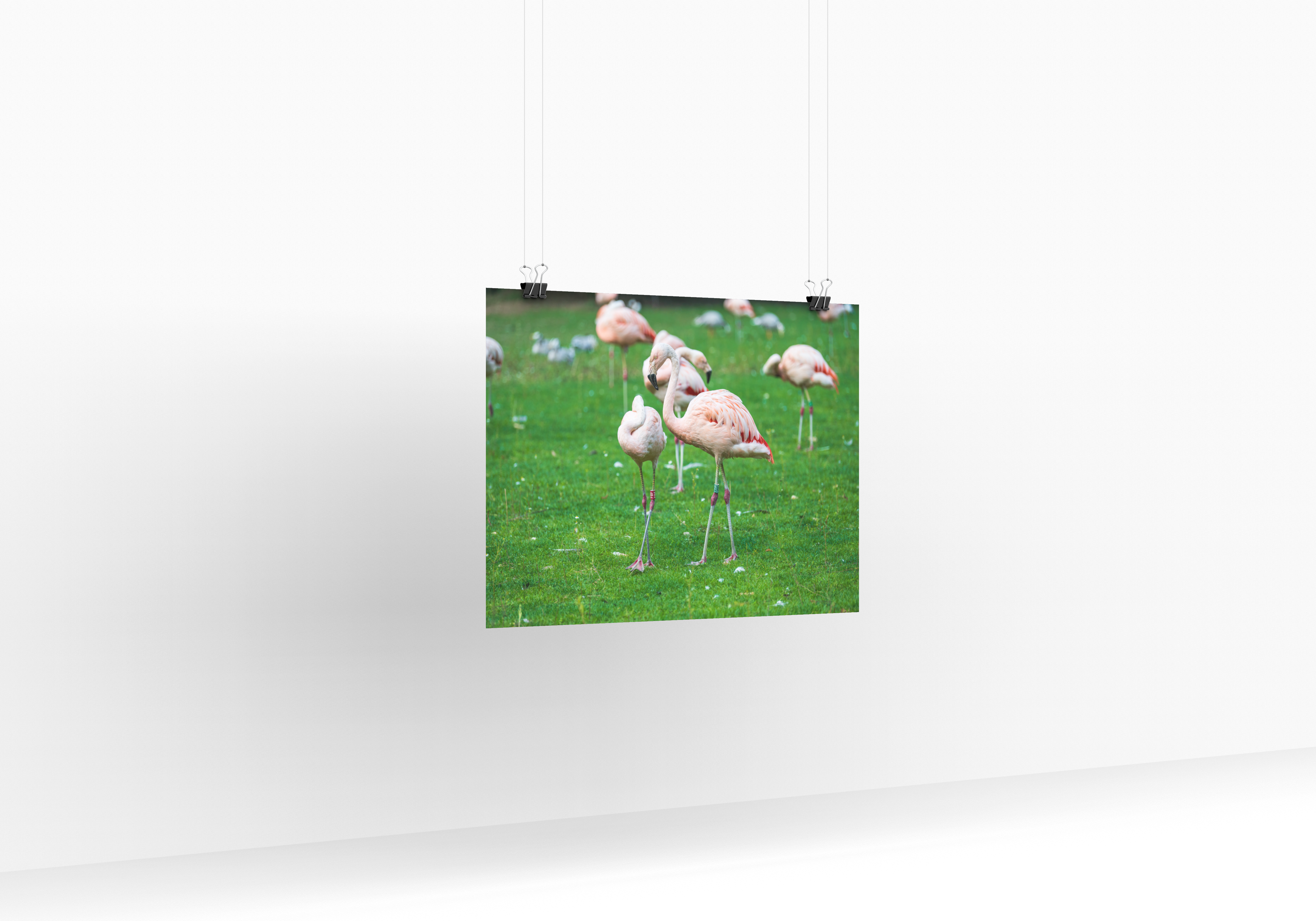 Poster mural - Flamant rose N01 – Photographie d'animaux – Poster photo, poster XXL, Photo d’art, photographie murale et des posters muraux des photographies de rue unique au monde. La boutique de posters créée par un Photographe français.